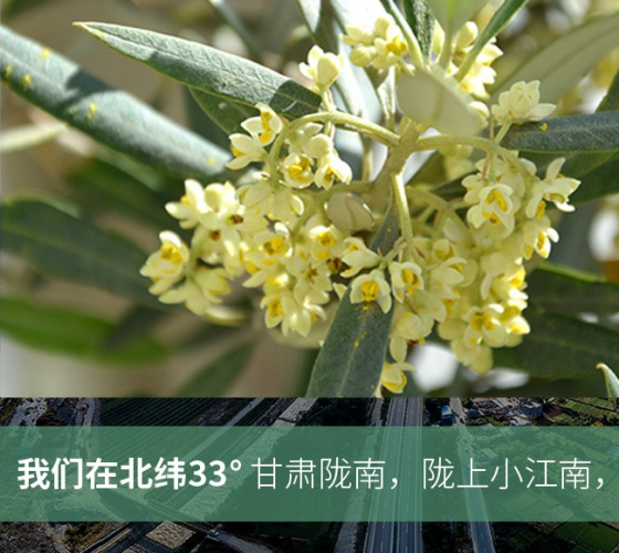 武都的氣候、土壤等與地中海沿岸極其相似，同處于世界頂級油橄欖黃金生產帶（32°58--33°36）年平均氣溫為14.7°，年日照時數1911..